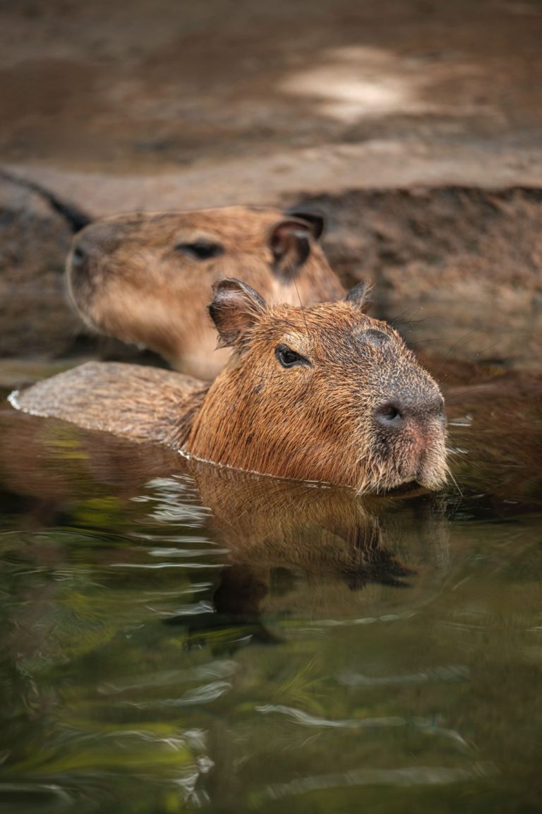 capybara brunch